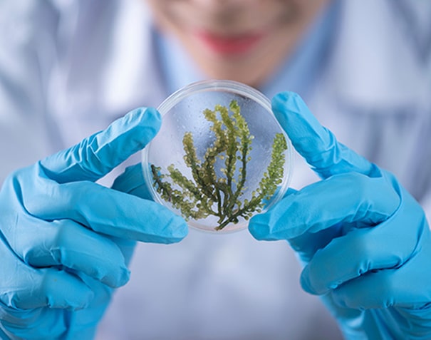 We Serve in Nutraceuticals